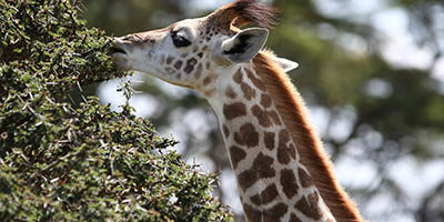 Lake Naivasha – Reportage Kenya – Francesca Ricciardi fotografa (4)